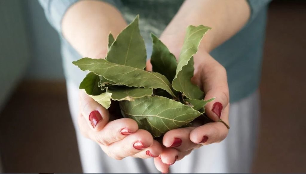 Bay Leaf Manifestation