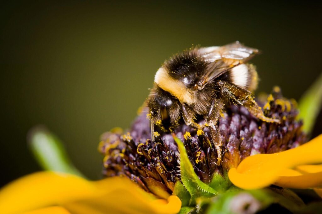 Spiritual Meaning of a Bumblebee